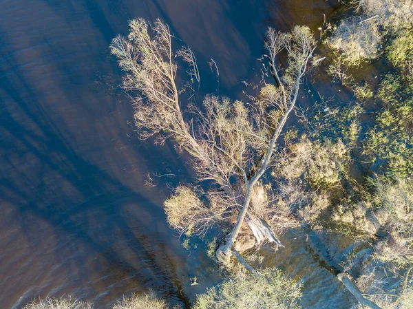 Aan Kust Van Een Bosmeer Met Dichte Bomen Het Water — Stockfoto