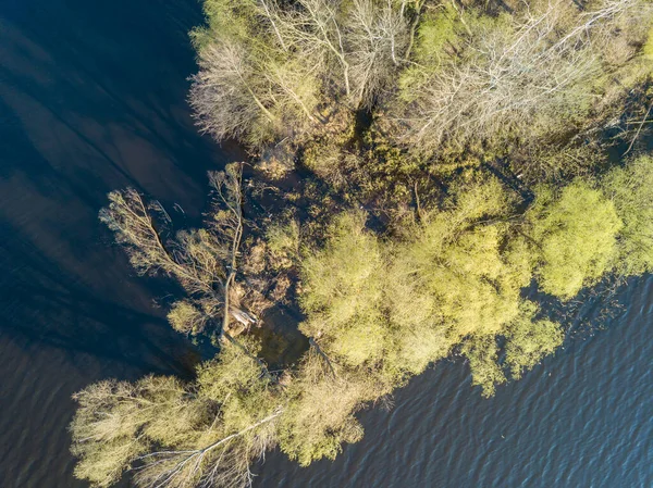 stock image Shore of a forest lake with dense trees in the water. Aerial dro