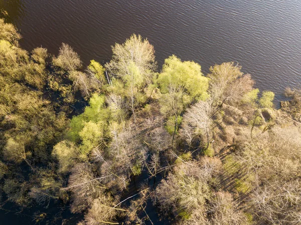 Shore Lake Pine Forest Sunny Weather Aerial Drone — Stock Photo, Image