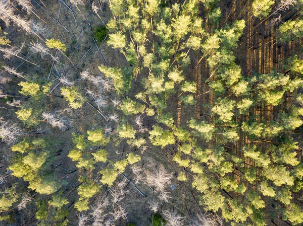 Floresta Pinheiro Tempo Ensolarado Primavera Vista Aérea Drones — Fotografia de Stock