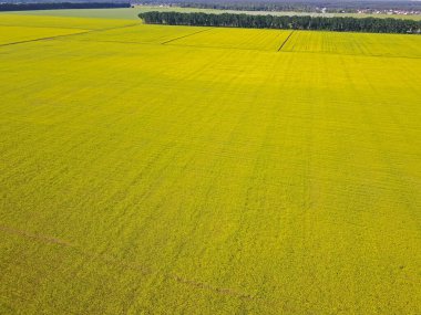 Hava görüntüsü. Yeşil tarım alanları