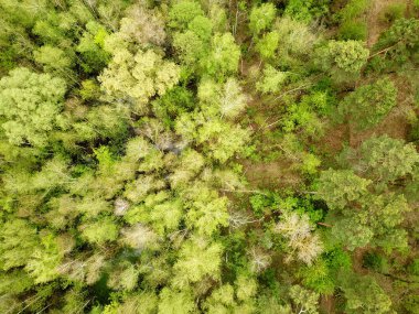 Baharda güneşli havada güzel bir orman. Hava aracı görünümü.