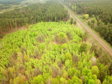 Baharda güneşli havada güzel bir orman. Hava aracı görünümü.