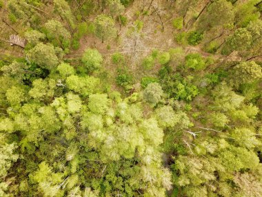 Baharda güneşli havada güzel bir orman. Hava aracı görünümü.