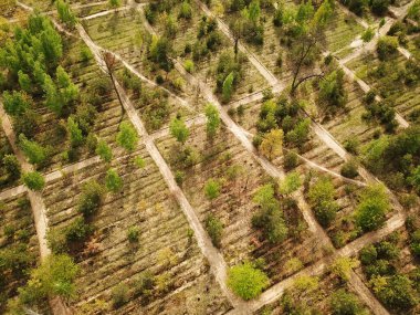 Baharda güneşli havada güzel bir orman. Hava aracı görünümü.