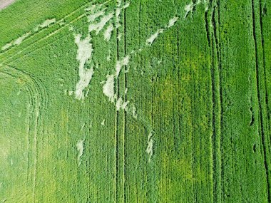 Hava görüntüsü. Yeşil tarım alanı
