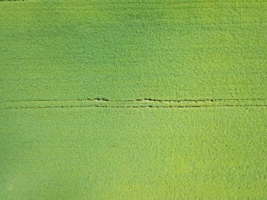 Hava görüntüsü. Yeşil tarım alanı