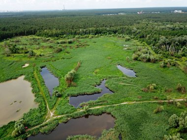 Güneşli havalarda çam ormanlarının yakınında bir göl. Hava aracı 