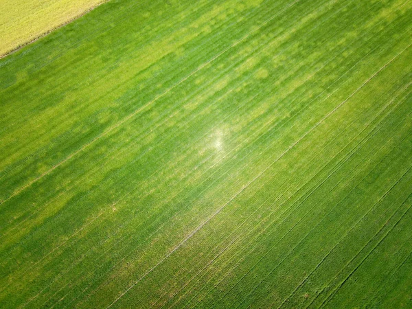 Luftaufnahme Des Grünen Landwirtschaftlichen Feldes — Stockfoto