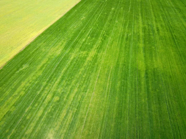 Vue Aérienne Champ Agricole Vert — Photo