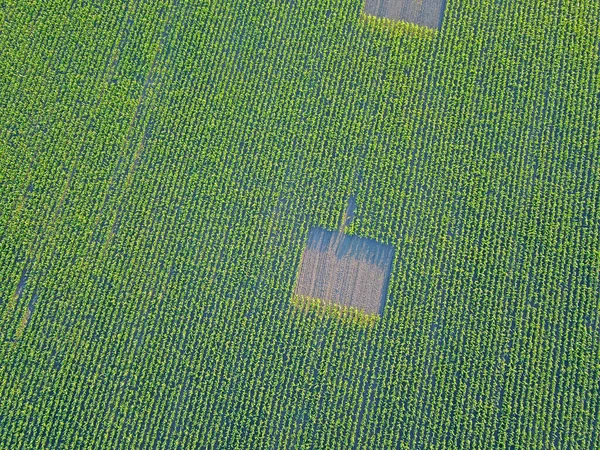 Aerial View Green Agricultural Field — Stock Photo, Image