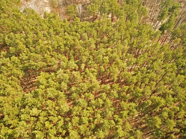 Vacker Skog Soligt Väder Våren Flygdrönare — Stockfoto