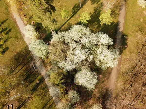 Prachtig Bos Bij Zonnig Weer Het Voorjaar Luchtdrone Zicht — Stockfoto