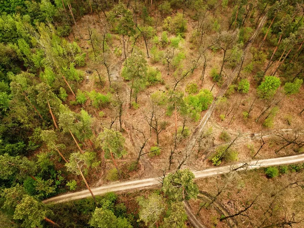 Bela Floresta Tempo Ensolarado Primavera Vista Aérea Drones — Fotografia de Stock