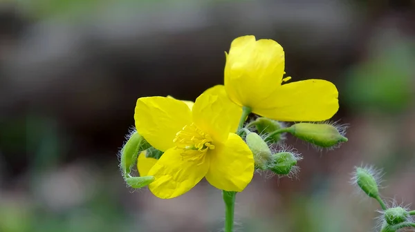 Flores Del Bosque Amarillo Primavera Vista Detallada — Foto de Stock