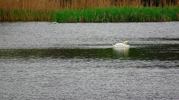 Luftaufnahme Schwan See — Stockfoto