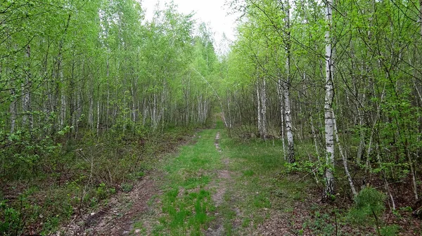 Berkenbos Het Bos Het Voorjaar — Stockfoto