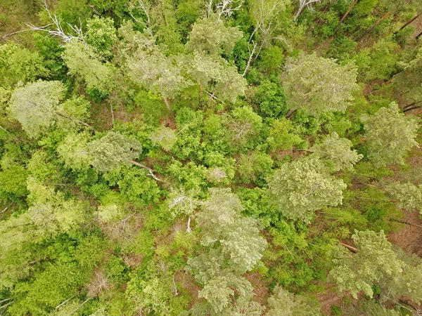 Vacker Skog Soligt Väder Våren Flygdrönare — Stockfoto