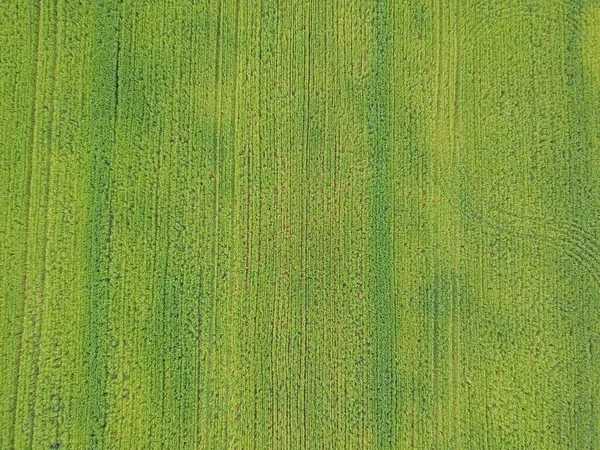 Vista Aérea Campo Agrícola Verde — Fotografia de Stock