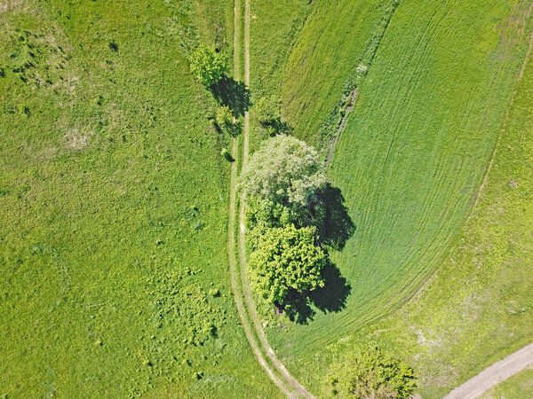 Aerial view. Green agricultural field