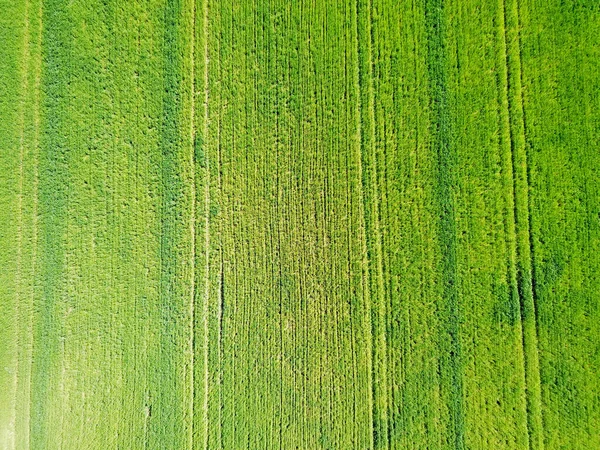 Aerial View Green Agricultural Field — Stock Photo, Image