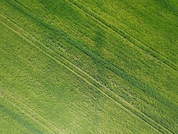 Aerial View Green Agricultural Field — Stock Photo, Image