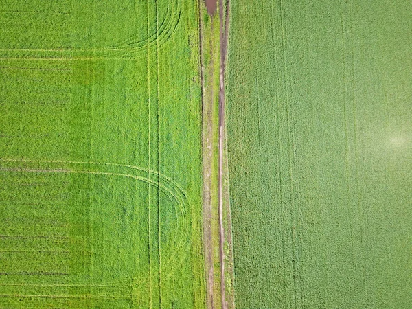 空中展望 緑の農地 — ストック写真