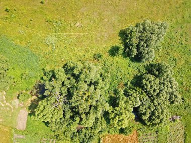 Baharda Kyiv 'deki parkta yeşil ağaçlar. Hava aracı görünümü