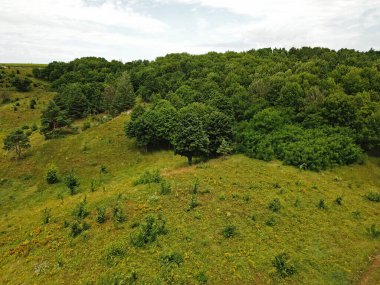 Hava görüntüsü. Yeşil çayır. Çayırın kenarındaki çalılar