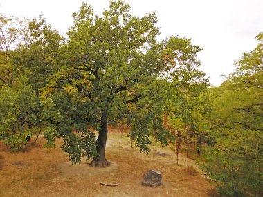 Yazın parkın manzarası