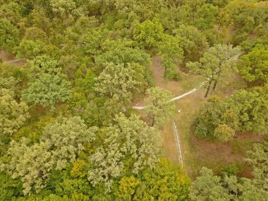 Hava aracı görüntüsü. Güneşli bir günde baharda yaprak döken orman