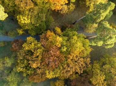 Hava aracı görüntüsü. Açık bir sabahta sarı yapraklı sonbahar parkı