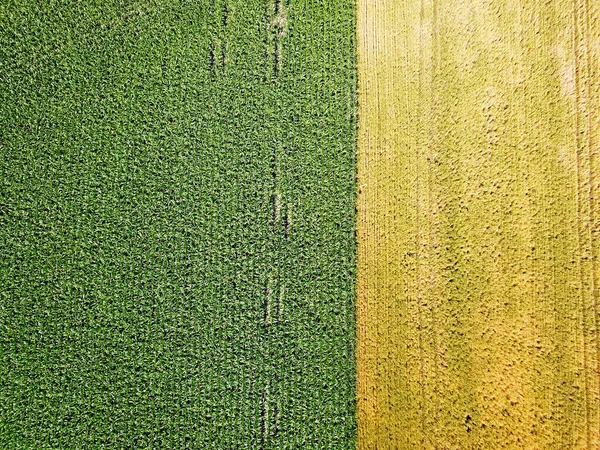 Vista Aérea Campo Agrícola Verde — Fotografia de Stock