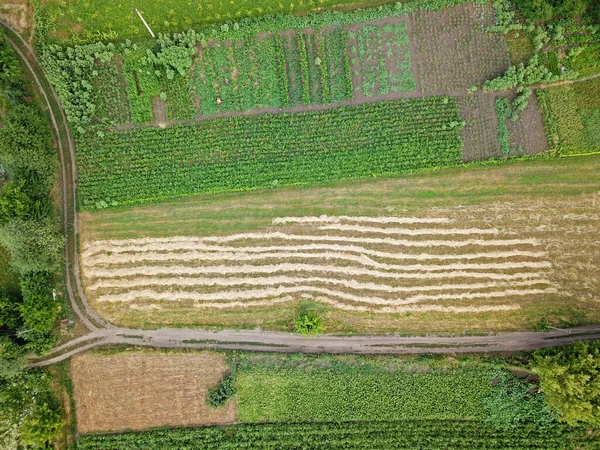 緑の農地の空中風景 — ストック写真