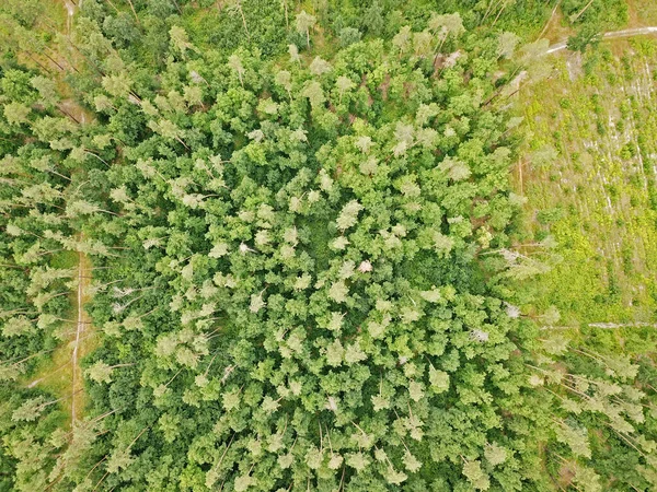 基辅公园春天的绿树 空中无人驾驶飞机视图 — 图库照片