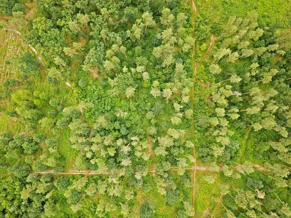Gröna Träd Våren Parken Kiev Flygdrönare — Stockfoto