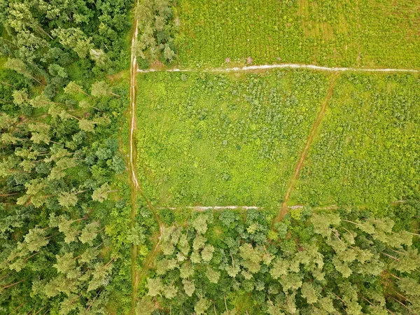 Hava Görüntüsü Yeşil Çayır Çayırın Kenarındaki Çalılar — Stok fotoğraf