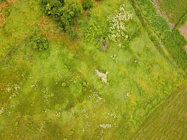 空中展望 緑の牧草地 草地の端に低木 — ストック写真