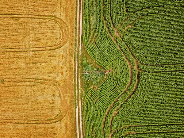 Widok Lotu Ptaka Gładkie Geometryczne Granice Ukraińskich Pól Rolnych Letni — Zdjęcie stockowe