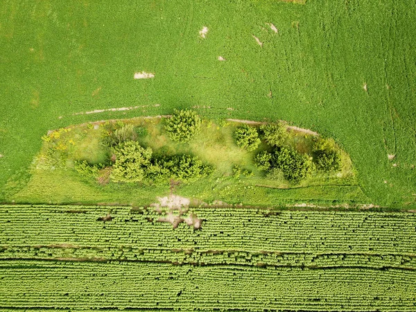 空中展望 緑の農地 — ストック写真