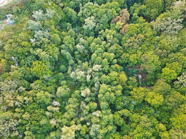 Aerial drone view. Deciduous forest in spring on a sunny day