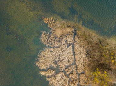 Hava aracı görüntüsü. Sonbaharda Kyiv 'de nehir kıyısındaki küçük bir adanın otlak kıyısı. Kuru otlar kıyıları sarıyor, adada nadir ağaçlar.
