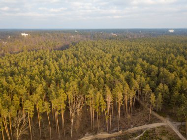 İlkbaharda güzel bir orman. Hava aracı görünümü
