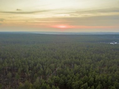 Baharda gün batımında kozalaklı orman. Hava aracı görünümü
