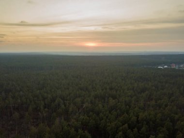 Baharda gün batımında kozalaklı orman. Hava aracı görünümü