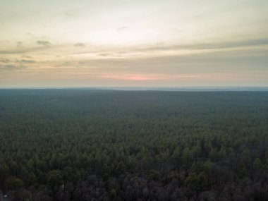 Bahar günü şehrin kenar mahallelerindeki kozalaklı ormanlar. Hava aracı görünümü