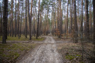 Kyiv yakınlarında güzel bir çam ormanı