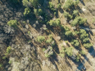 Hava aracı görüntüsü. Açık bir sabahta sonbahar parkı