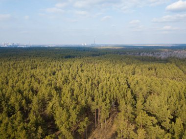 Güzel orman. Hava aracı görünümü.