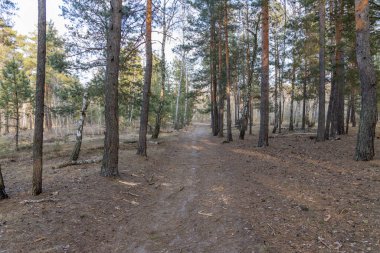 Çamların arasındaki kozalaklı ormanda toprak bir yol.